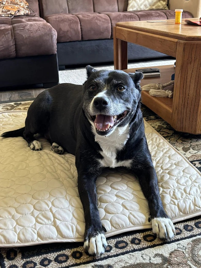 Un confort frais pour votre chien — et pour les chiens dans le besoin.