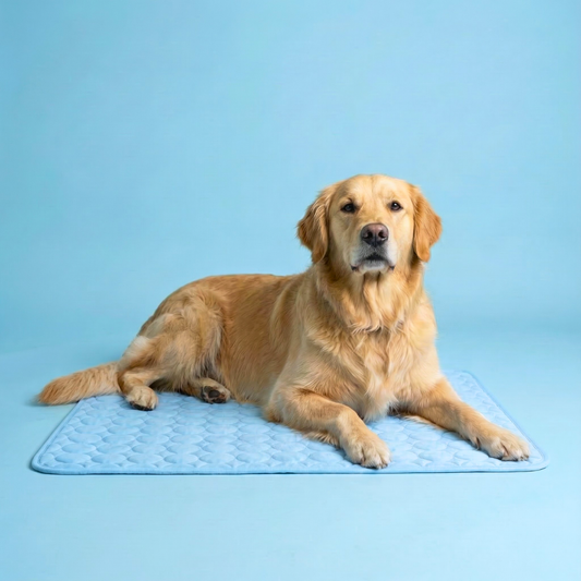 Tapis rafraîchissant pour chien